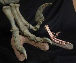 Right: Utahraptor foot and leg mount. Left: Velociraptor foot. Comparison
