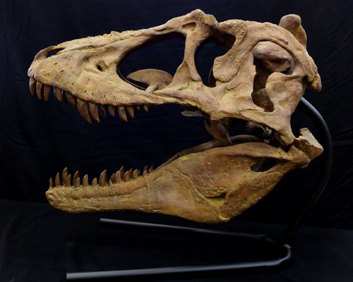ポストスクスの装甲板　化石　古生物 地質年表 | 地質標本館QRコード