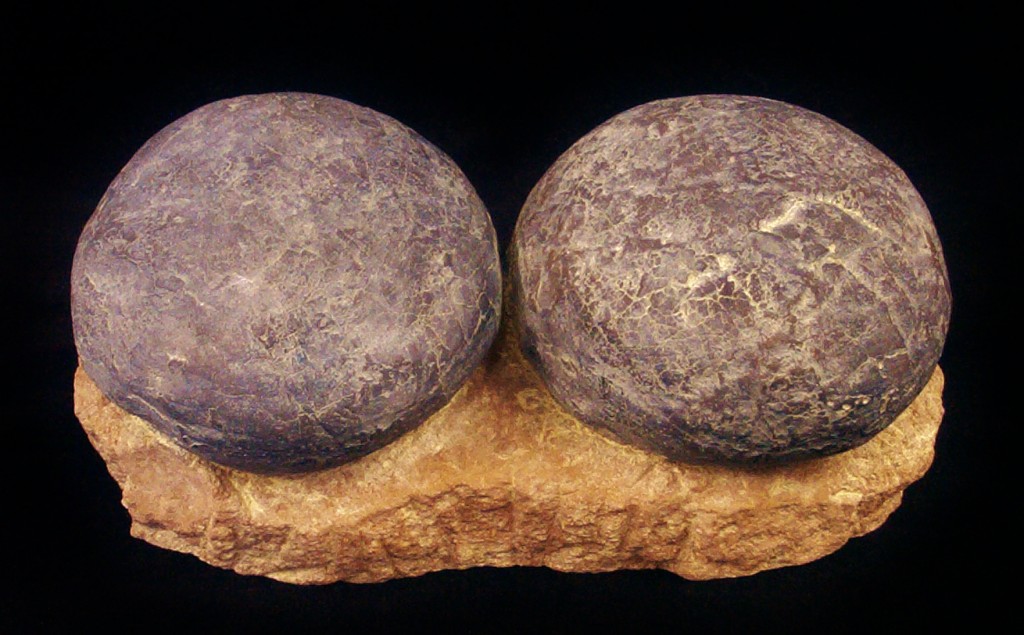 Sauropod Dinosaur Egg 12/" Replca