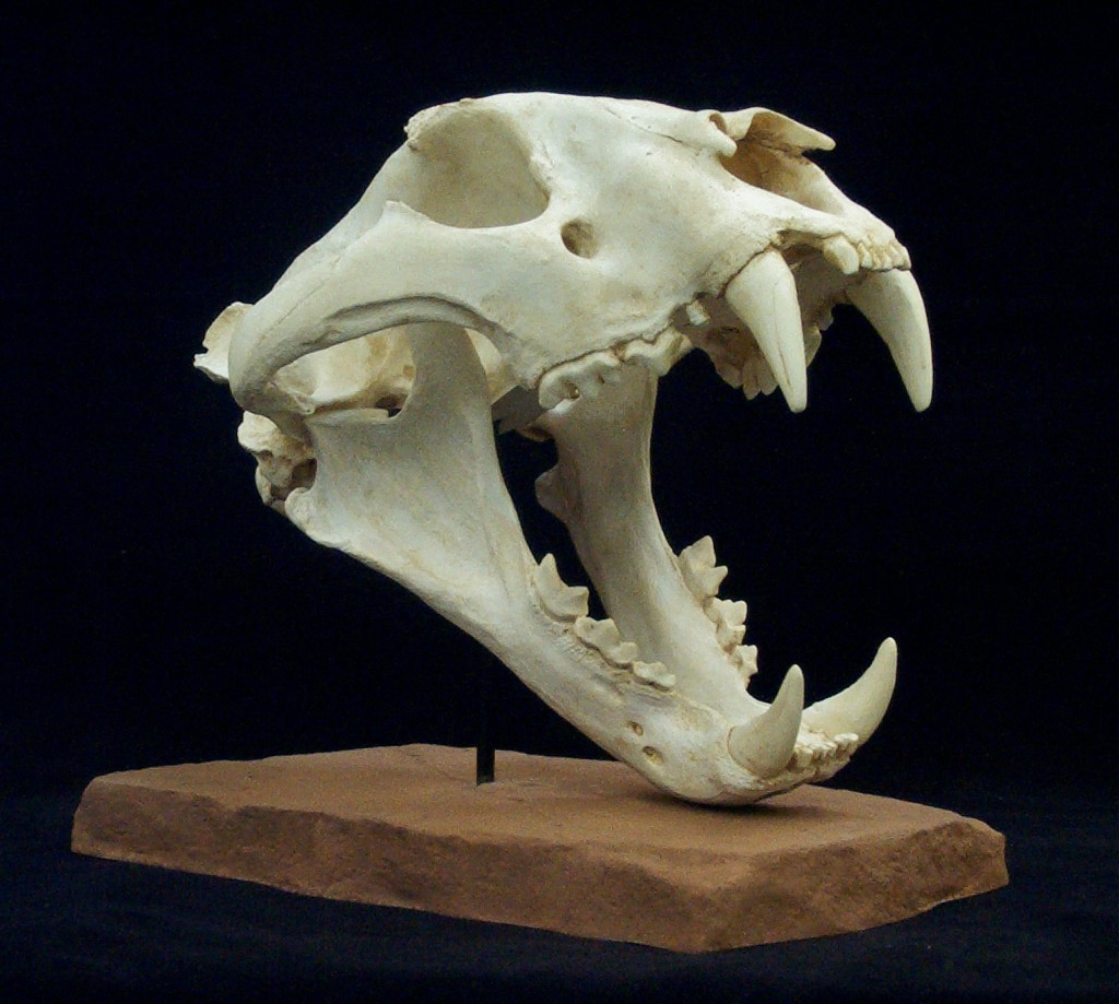 Cat Skulls Gaston Design, Inc.